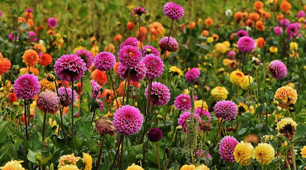 Afbeelding bij Dahlias soorten &amp; plant informatie