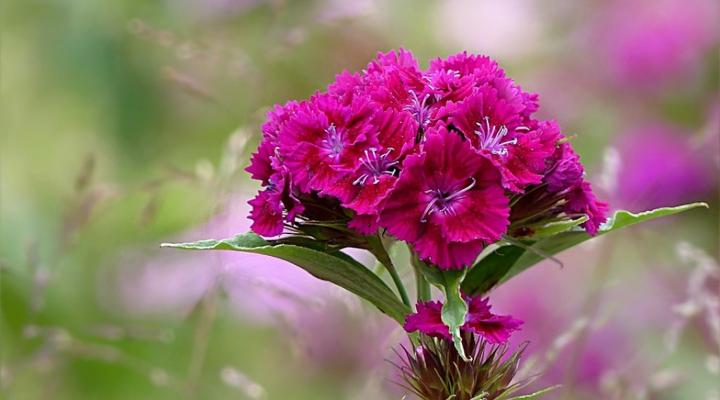 Afbeelding bij Dianthus barbatus / Duizendschoon (een/tweejarig)