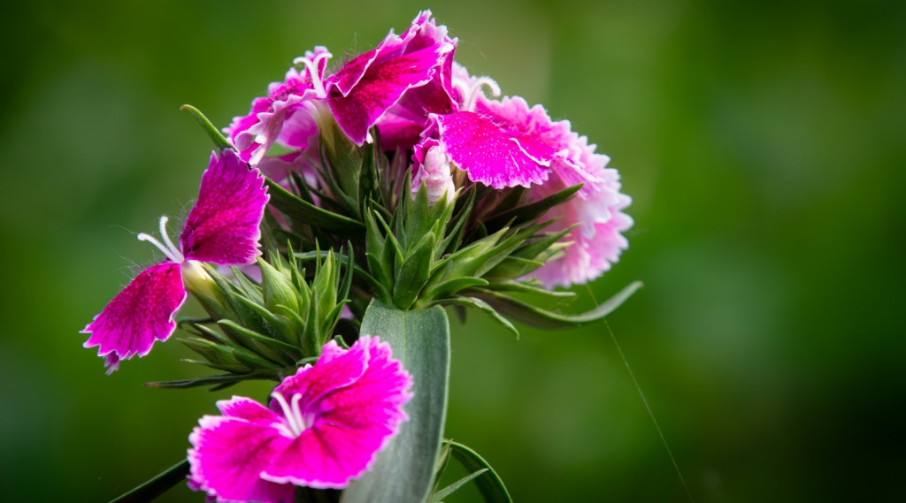 Afbeelding bij Dianthus barbatus / Duizendschoon (een/tweejarig)