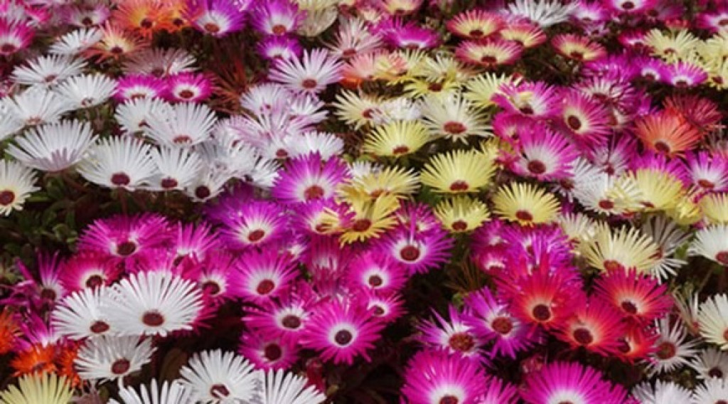 Afbeelding bij Dorotheanthus / ijskruid / ijsbloem