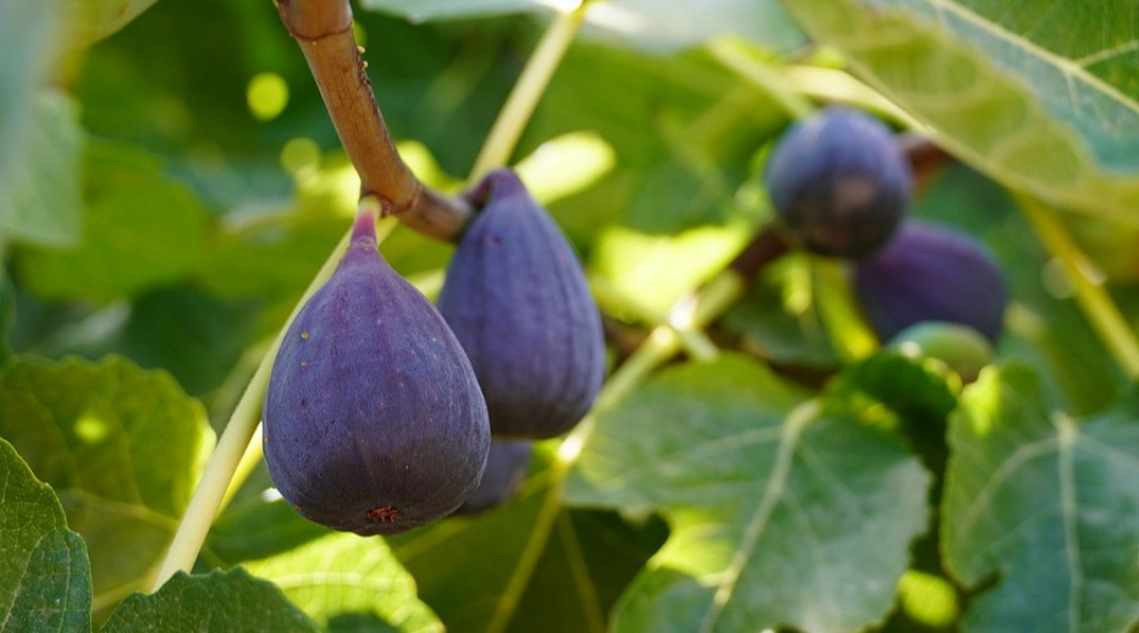 Afbeelding bij Ficus / Vijgenboom