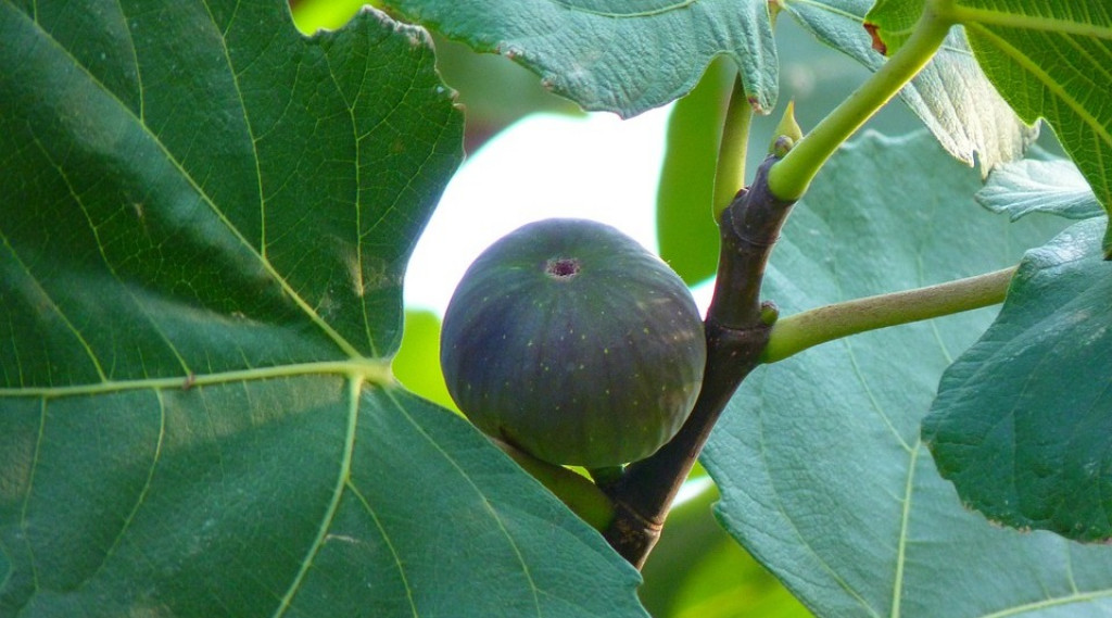 Afbeelding bij Ficus / Vijgenboom
