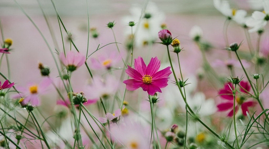 Afbeelding bij Cosmea / Cosmos (eenjarig)