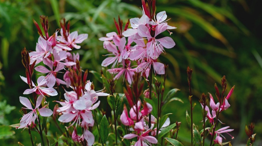 Afbeelding bij Gaura / Prachtkaars