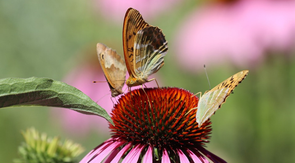Afbeelding bij Echinacea / Zonnehoed (soort)