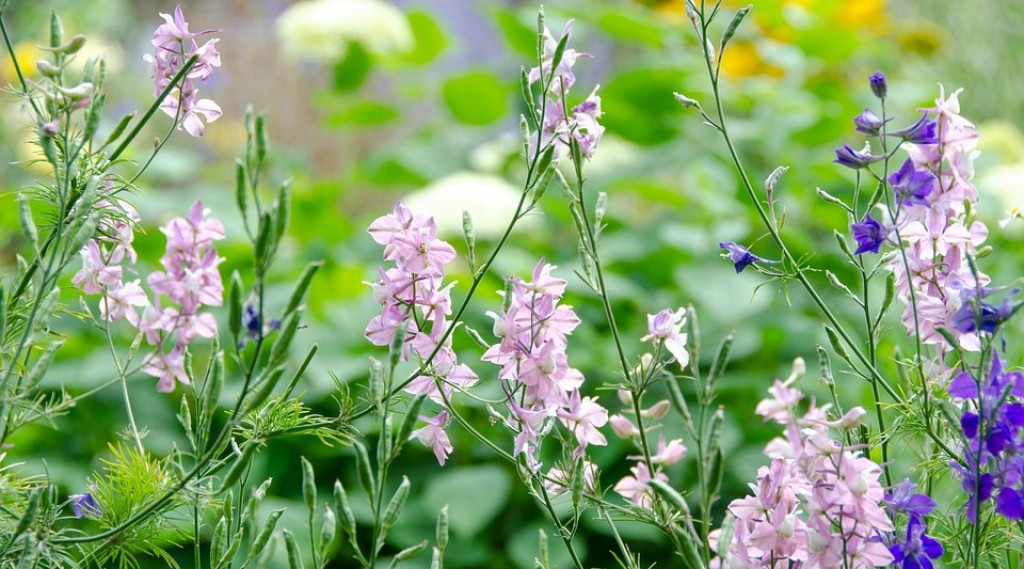 Afbeelding bij Consolida / Eenjarige ridderspoor