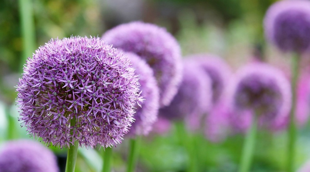 Afbeelding bij Allium / sierui  soorten & plantinformatie