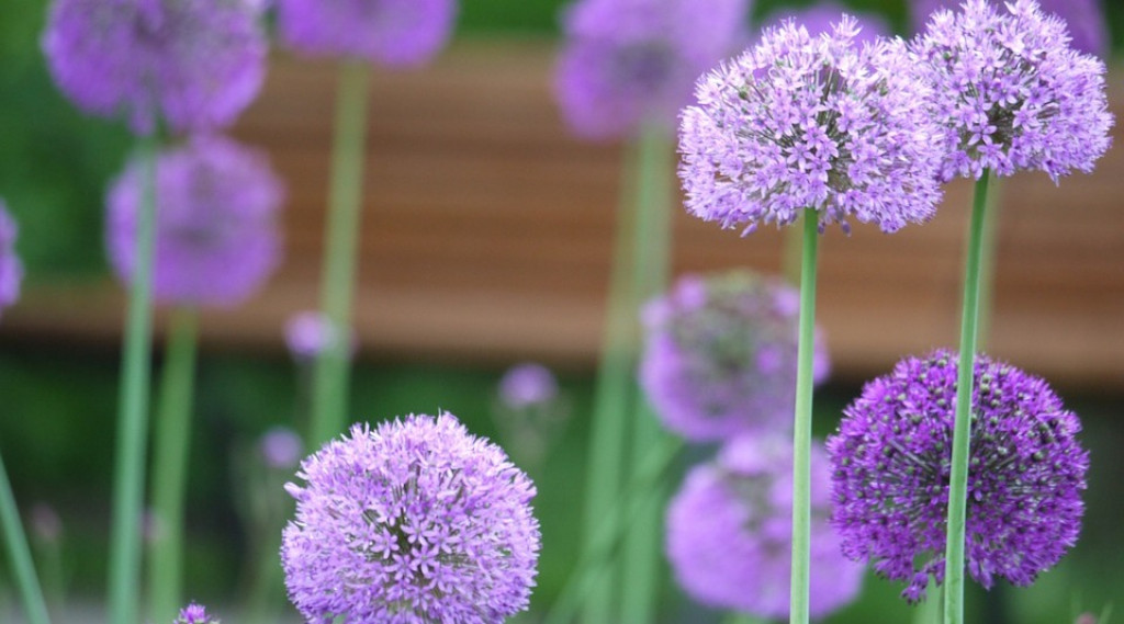 Afbeelding bij Allium / sierui  soorten & plantinformatie