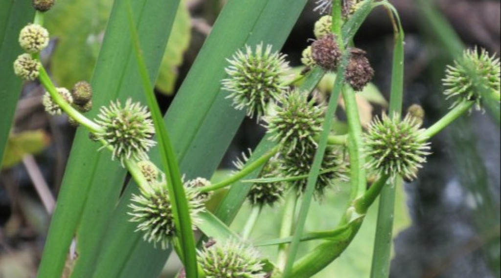 Afbeelding bij Sparganium erectum / grote egelskop
