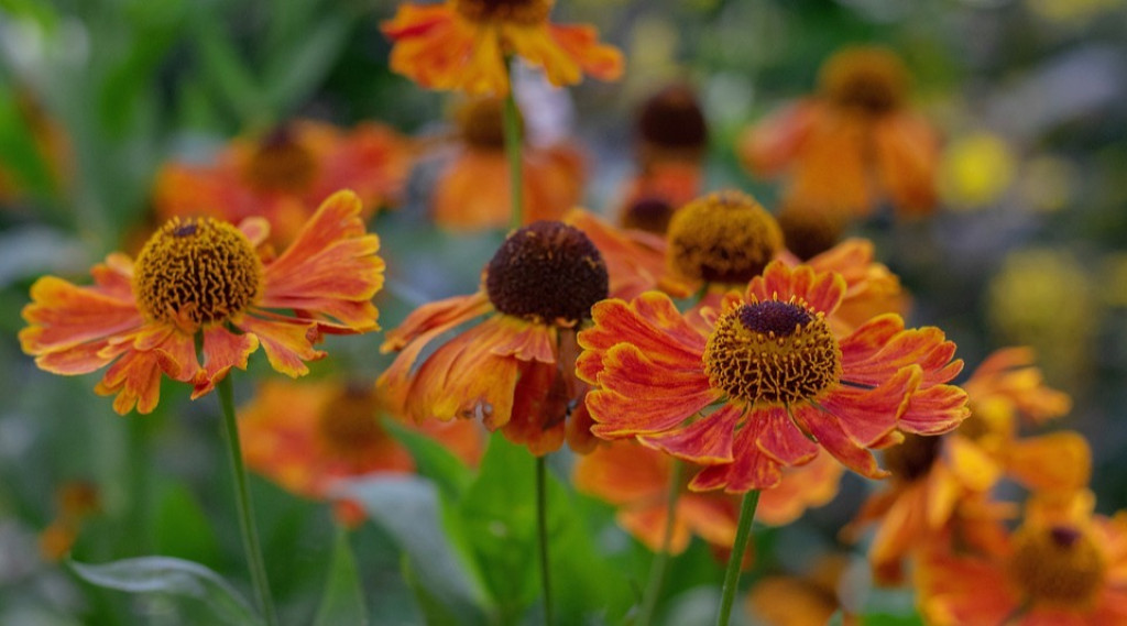 Afbeelding bij Helenium / Zonnekruid  (soort)