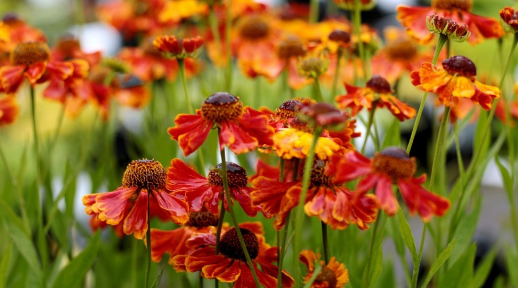 Afbeelding bij Helenium / Zonnekruid  (soort)