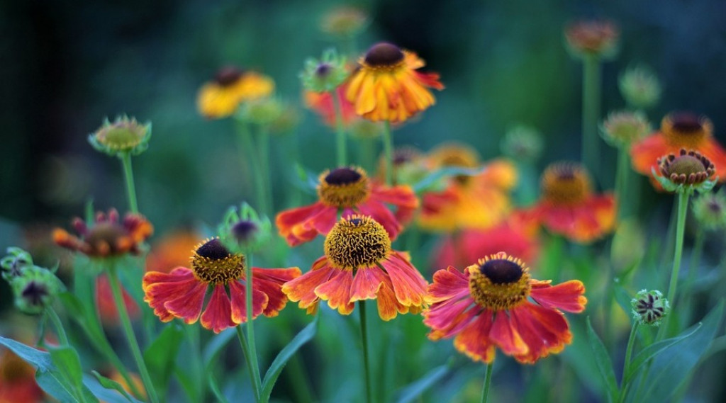 Afbeelding bij Helenium / Zonnekruid  (soort)