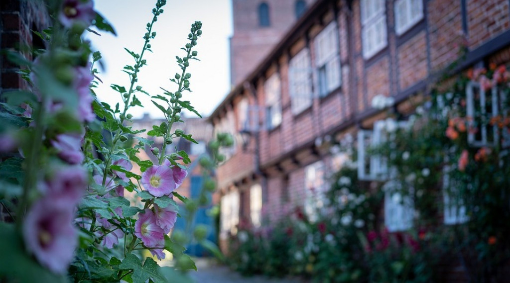 Afbeelding bij Alcea / Stokroos