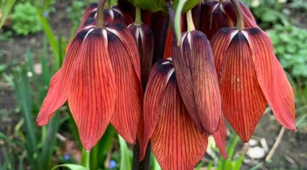 Afbeelding bij Fritillaria / Keizerskroon (soort)