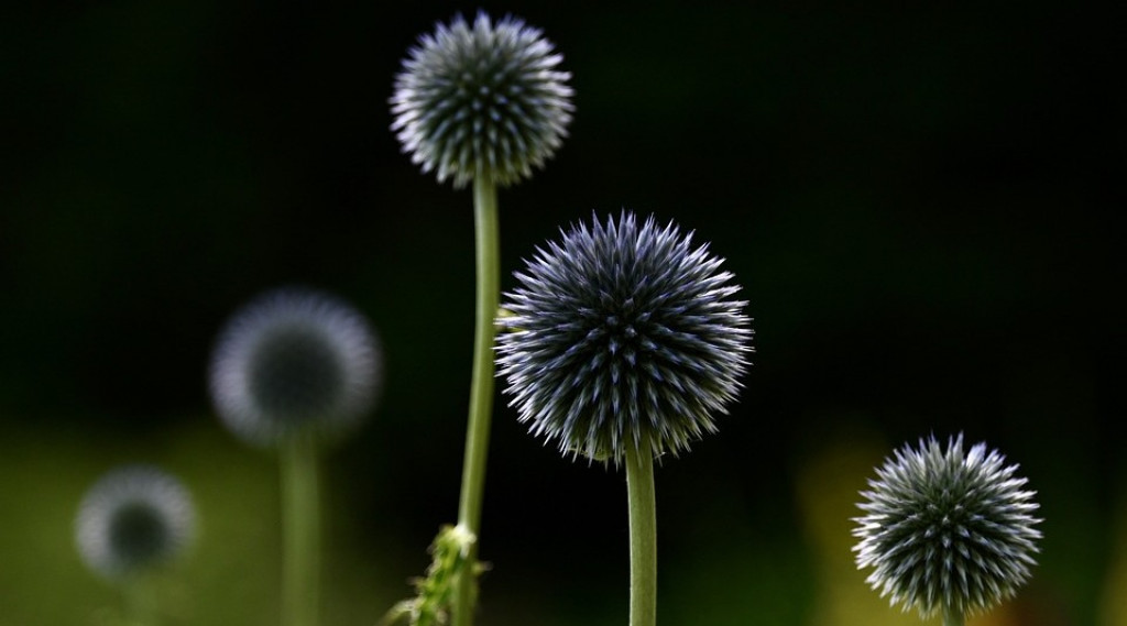 Afbeelding bij Echinops / Kogeldistel (soort)