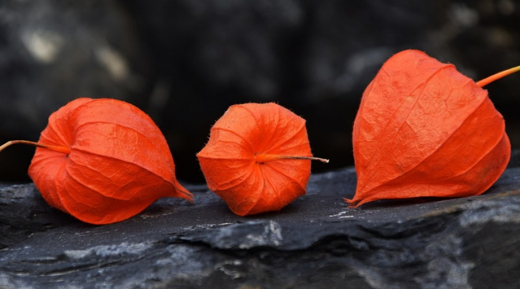 Afbeelding bij Physalis alkekengi / lampionplant