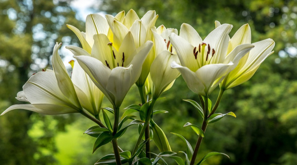 Afbeelding bij Lilium / Lelies