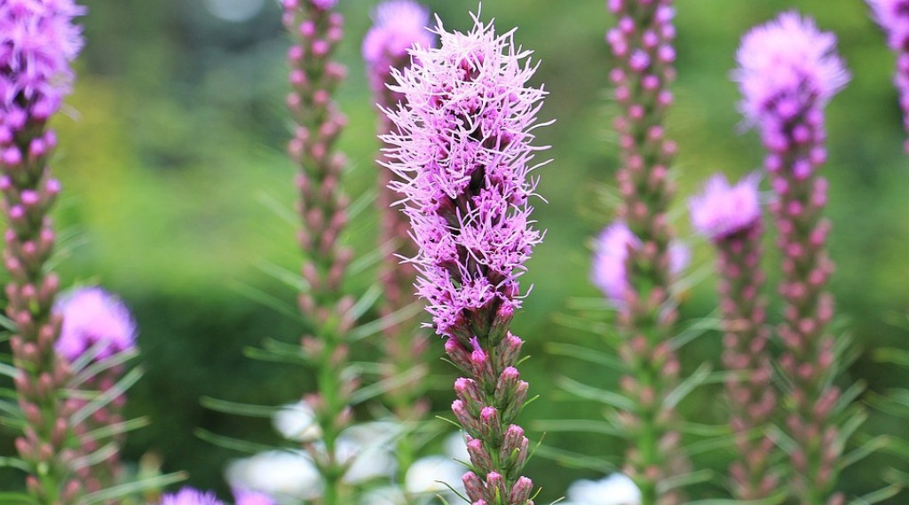 Afbeelding bij Liatris / Lampepoetser