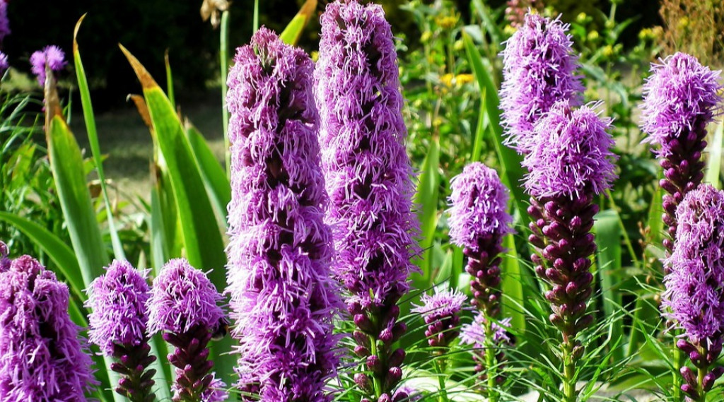 Afbeelding bij Liatris / Lampepoetser