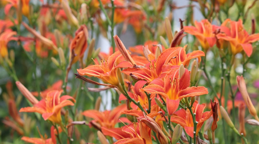 Afbeelding bij Lilium / Lelies