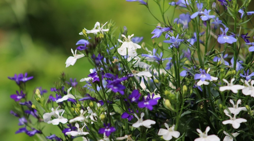 Afbeelding bij Lobelia erinus / Tuinlobelia (eenjarig)