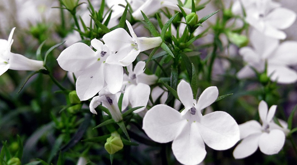 Afbeelding bij Lobelia erinus / Tuinlobelia (eenjarig)
