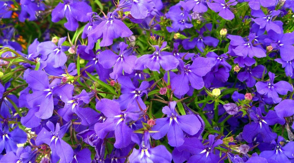 Afbeelding bij Lobelia erinus / Tuinlobelia (eenjarig)