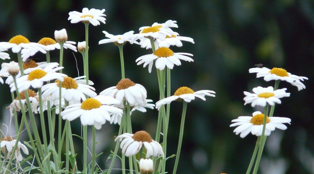 Afbeelding bij Argyranthemum / Struikmargeriet (eenjarig)