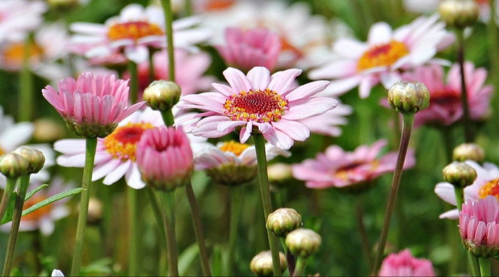 Afbeelding bij Argyranthemum / Struikmargeriet (eenjarig)