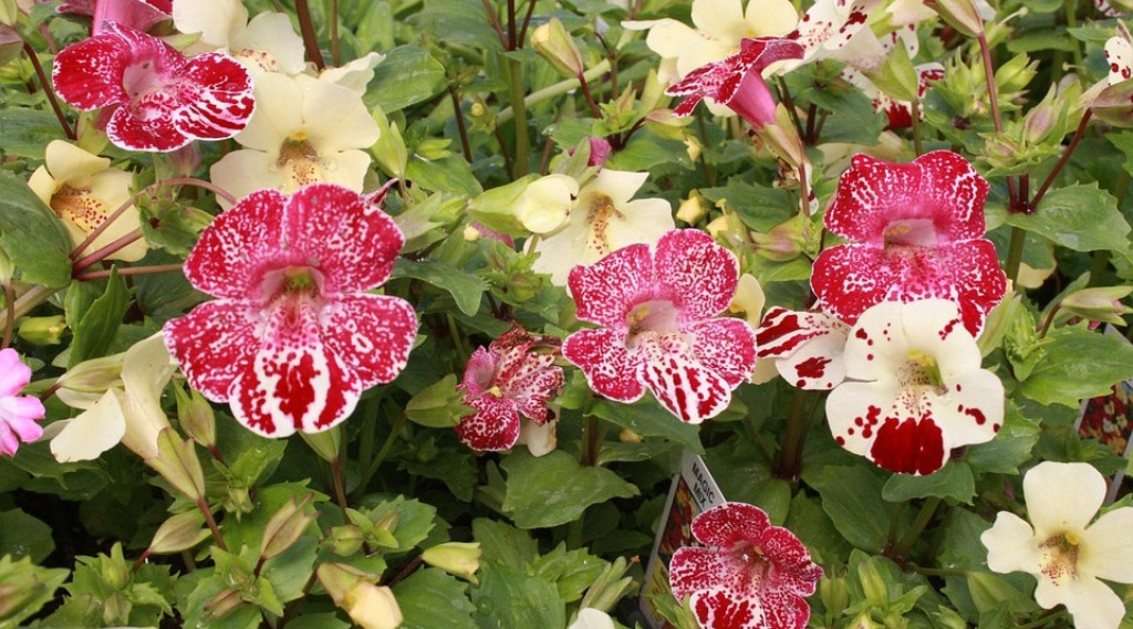 Afbeelding bij Mimulus / Maskerbloemen
