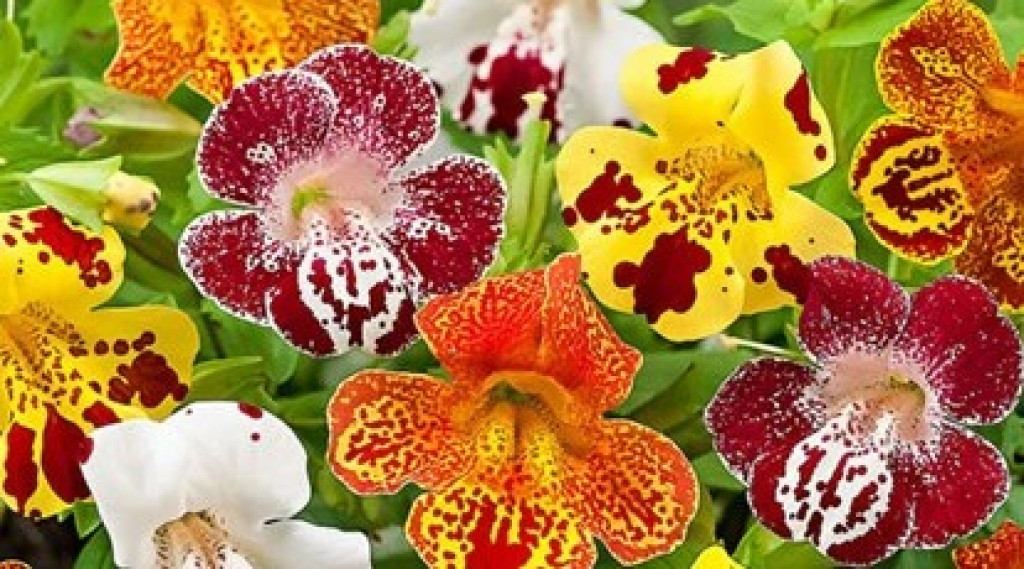 Afbeelding bij Mimulus / Maskerbloemen