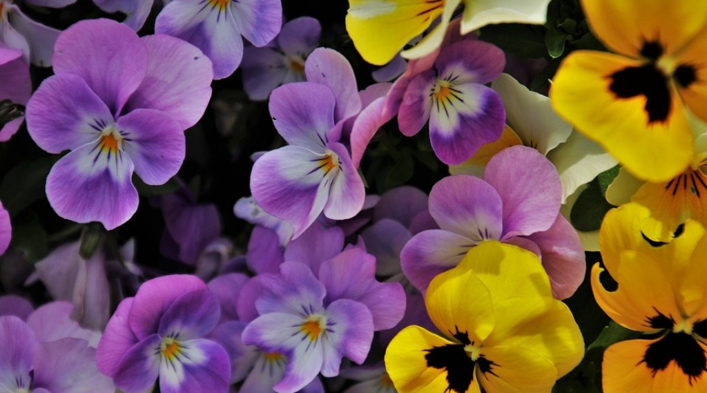 Afbeelding bij Viola / Viooltje