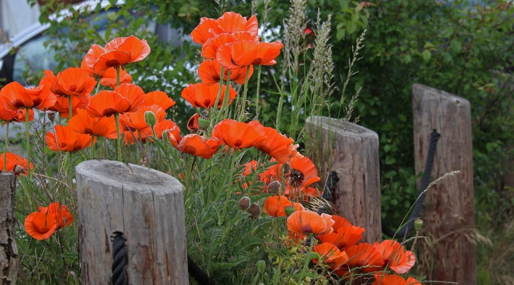 Afbeelding bij Papaver / Klaproos
