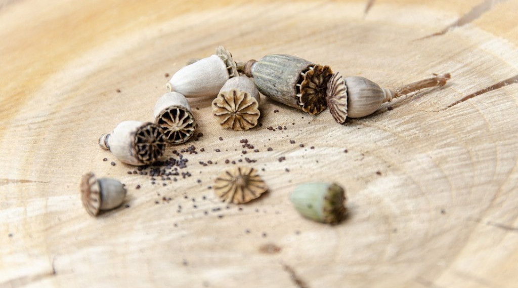 Afbeelding bij Papaver / Klaproos