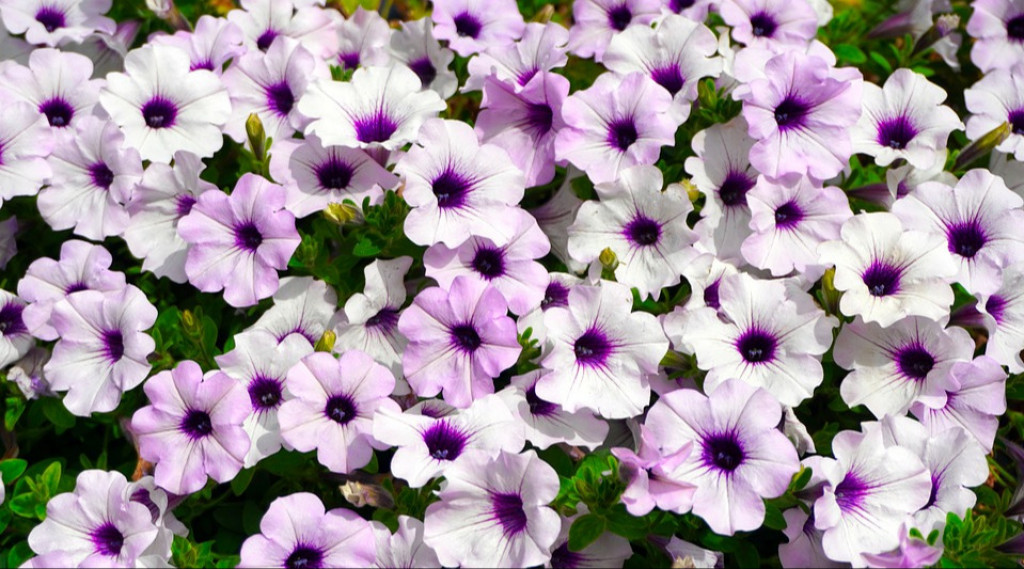 Afbeelding bij Petunia (soort)