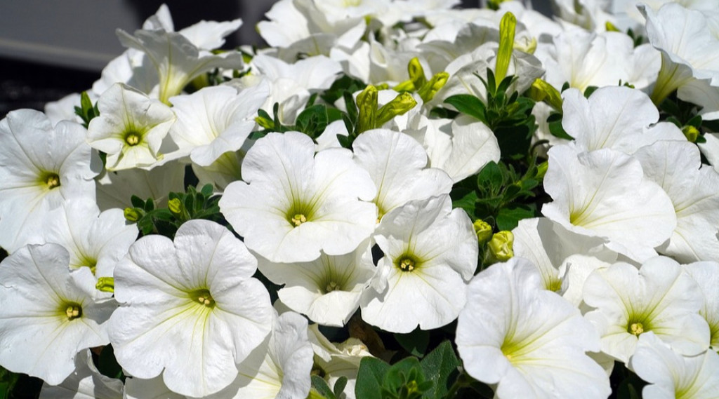 Afbeelding bij Petunia (soort)