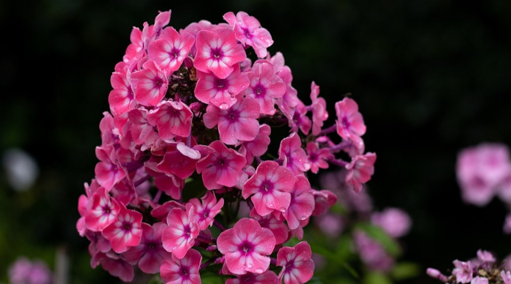 Afbeelding bij Phlox Paniculata / Vlambloem (soort)