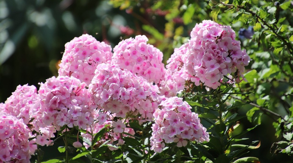 Afbeelding bij Phlox Paniculata / Vlambloem (soort)