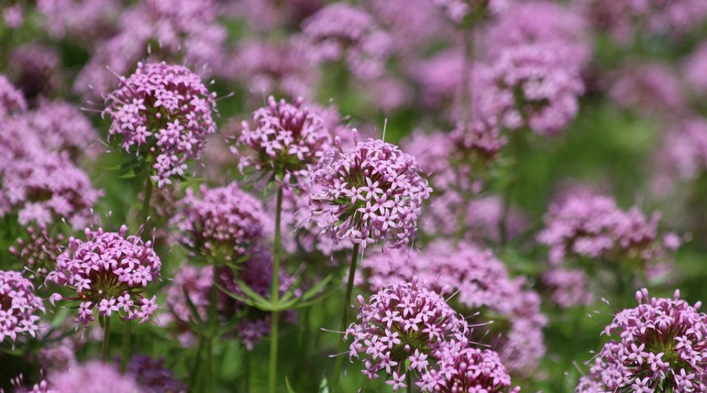 Afbeelding bij Phuopsis / Perzische kruisjesplant