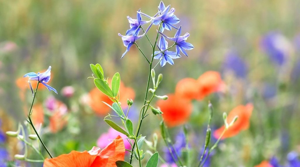 Afbeelding bij Consolida / Eenjarige ridderspoor