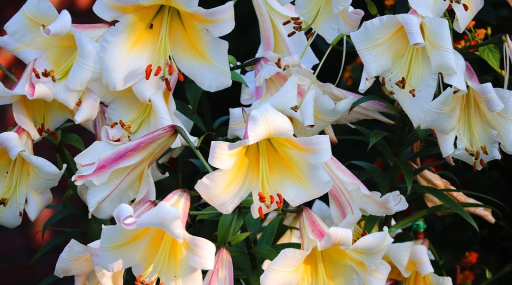 Afbeelding bij Lilium / Lelies