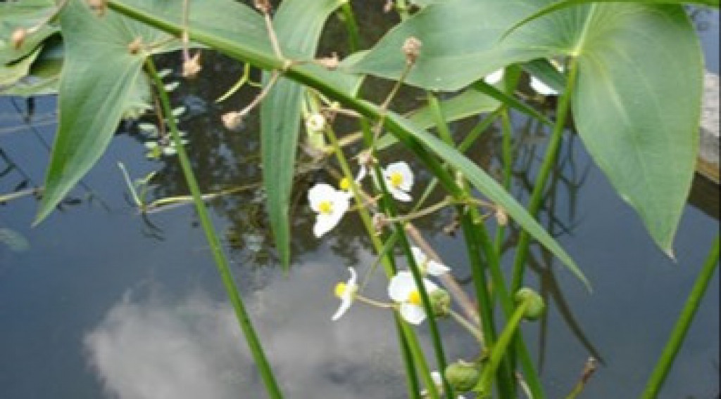 Afbeelding bij Sagittaria Latifolia / Pijlkruid