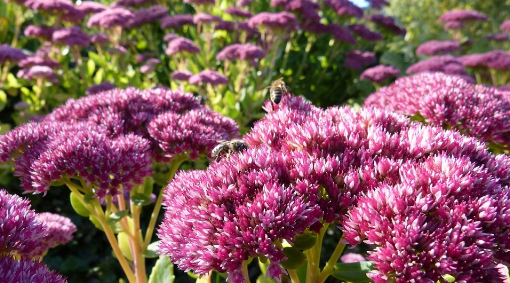 Afbeelding bij Sedum / Hemelsleutel (hoge soorten)