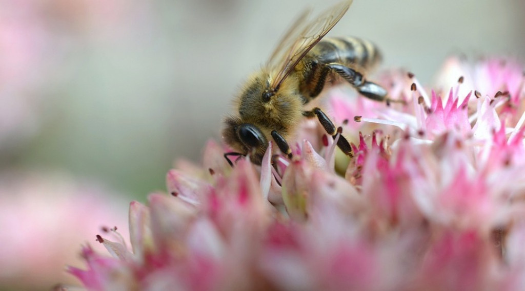 Afbeelding bij Sedum / Hemelsleutel (hoge soorten)