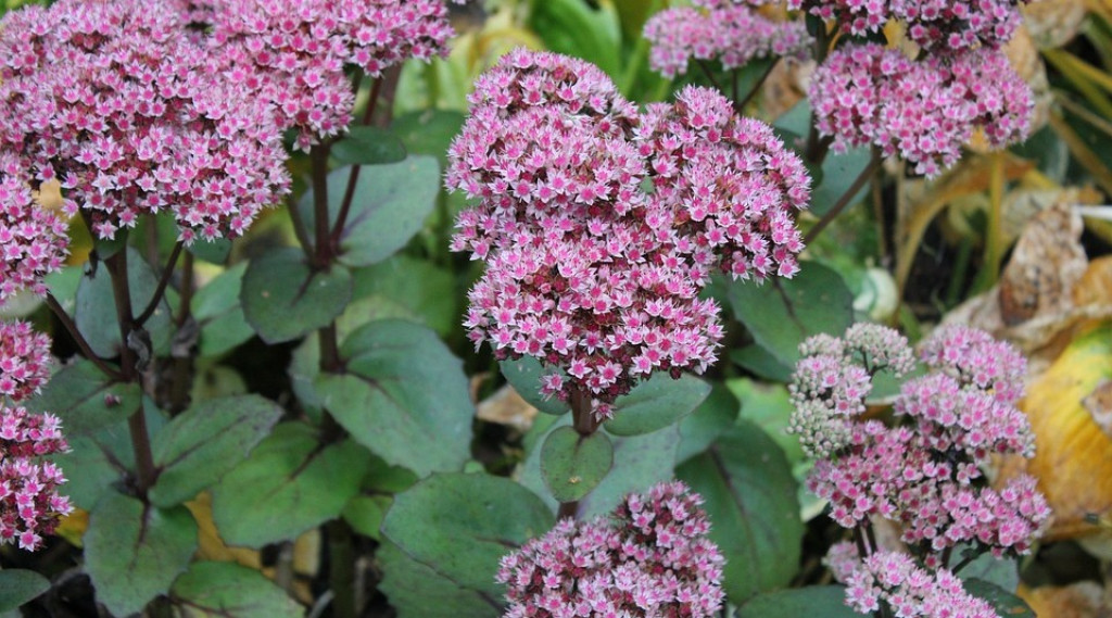 Afbeelding bij Sedum / Hemelsleutel (hoge soorten)