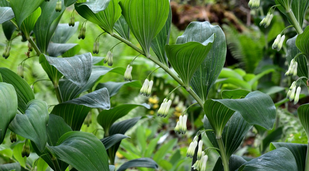 Afbeelding bij Polygonatum / Salomonszegel