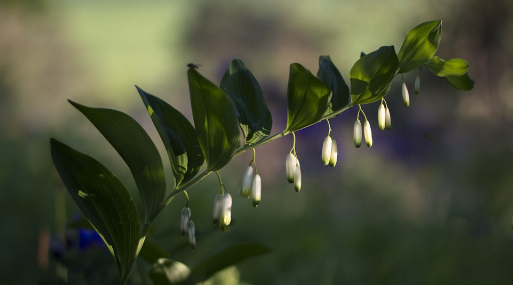 Afbeelding bij Polygonatum / Salomonszegel