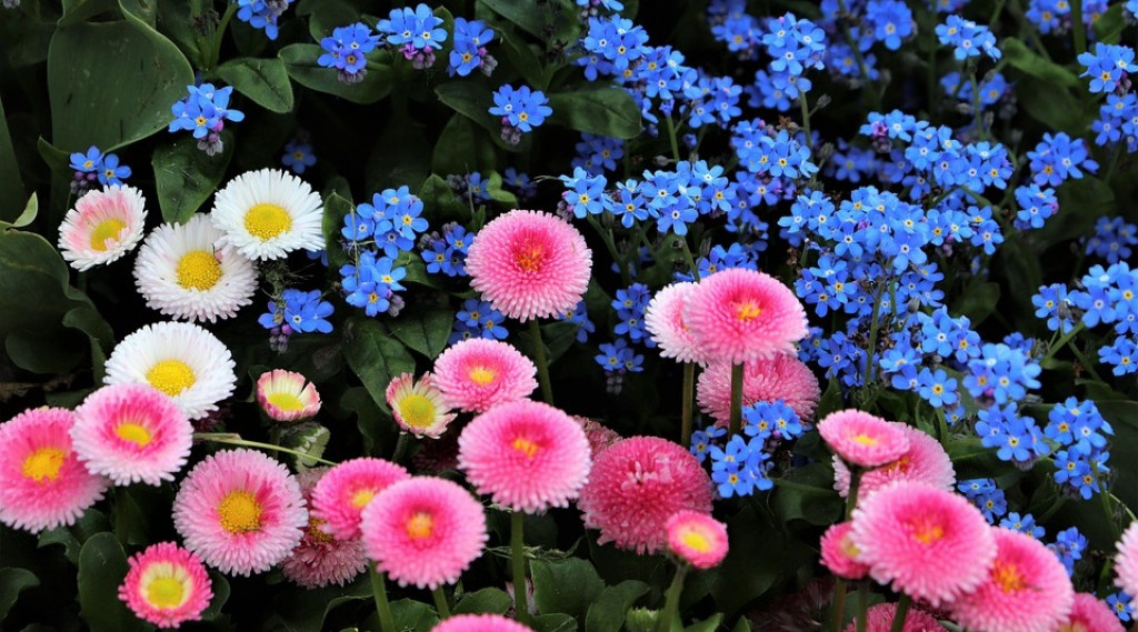 Afbeelding bij Bellis perennis /  Tuin Madeliefje (soort)