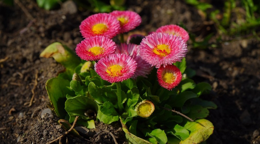 Afbeelding bij Bellis perennis /  Tuin Madeliefje (soort)