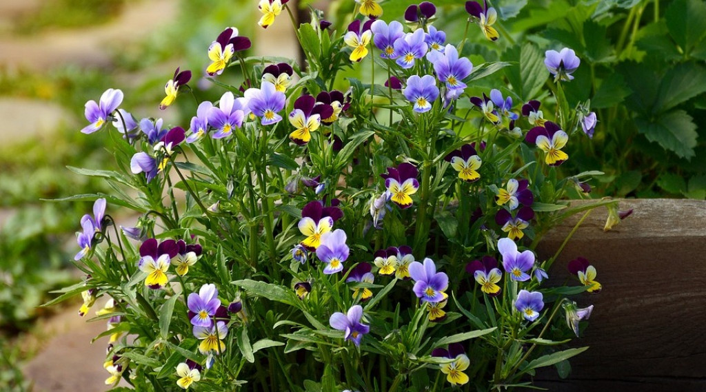 Afbeelding bij Viola / Viooltje